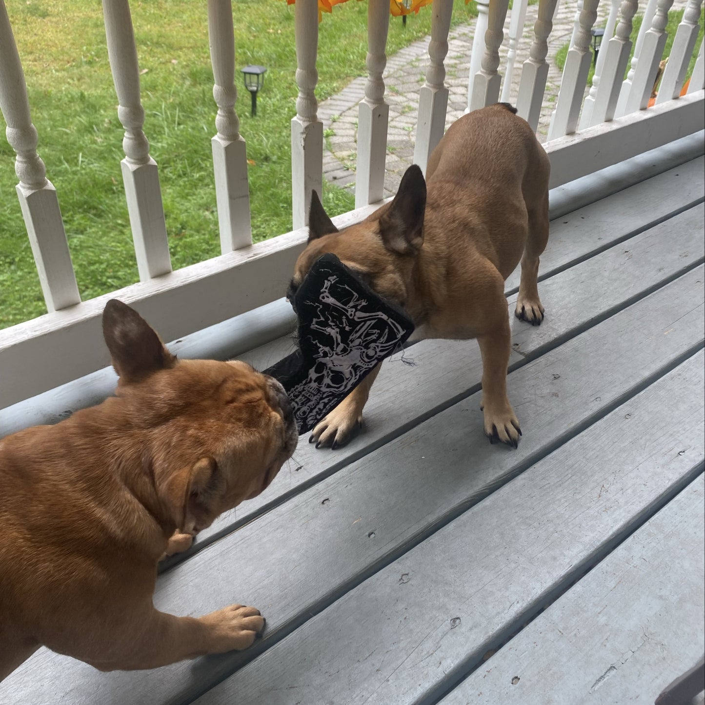 Image of two dogs fighting over dog toy.